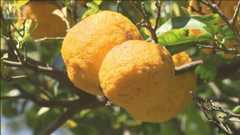 冬至に向け…「ゆず湯」用のユズの収穫始まる「今年は良い収穫」 栃木