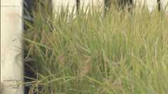 だぶつく新米…倉庫に山盛り　「注文が極端に鈍い」卸業者不安　在庫をなすり合い