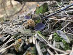 After the flames: How fire-loving fungi help B.C.’s forests recover