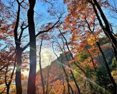 初心者にもおすすめ!絶景の紅葉が楽しめる登山、埼玉・天覧山〜多峯主山(とうのすやま)【見頃|11月下旬〜12月上旬】