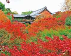 【京都・東福寺】圧倒的なカエデの雲海に感動！秋の京都 紅葉穴場コースを紹介