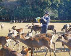 奈良に宿泊する人限定の特別企画！鹿寄せと春日大社参道の朝の散歩を楽しめる無料イベントが開催