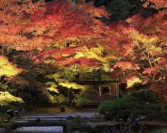 今週末(11月15日・16日)の紅葉見頃はここ！まもなく見頃を迎えそうな全国の紅葉名所ガイド