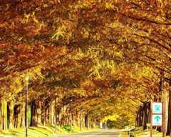 【今週末は三連休】11月22日～24日の紅葉見頃はここ！まもなく見頃を迎えそうな全国の紅葉名所ガイド