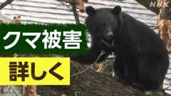 【クマ被害】もっと詳しく 関連ニュース・深掘りコンテンツ