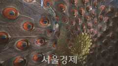 숙명여고생들이 3년간 만든 작품! 단돈 3000원에 즐길 마지막 기회 [미미상인]