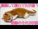 命を落としかけた子猫、そのしあわせ3年後