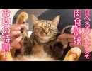 食べるのがへたくそ娘猫、お肉食の特訓をする