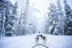 Dog sledding in the northern capital city of Canada