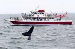 New Jersey Whale Watch boat