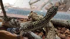 Предадоха спасени от контрабанда екзотични животни на терариума в Минерални бани