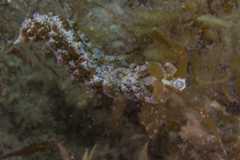 Baeolidia australis 