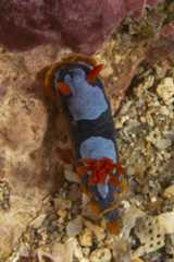 Chromodoris westraliensis 