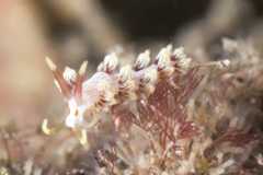 Cratena lineata 