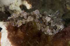 Dendrodoris krusensternii 