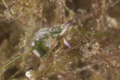 Elysia coodgeensis 