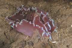 Hydatina physis 