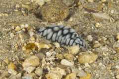Phyllidiella pustulosa 