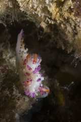 Aegires villosus 