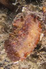 Aphelodoris sp. 2