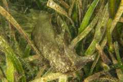 Aplysia reticulata 