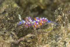 Austraeolis ornata 