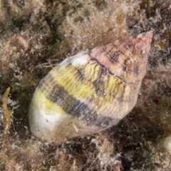 Cronia avellana 