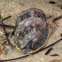 Cymbiola nivosa 