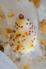 Diminovula aurantiomacula 