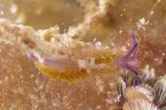 Flabellina sp. 1