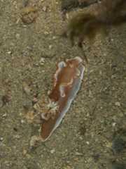 Glossodoris rufomarginata 