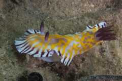 Goniobranchus sp. 2