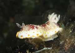 Goniobranchus sp. 3