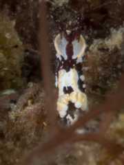 Goniodoridella sp. 1