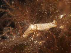 Gymnodoris alba 