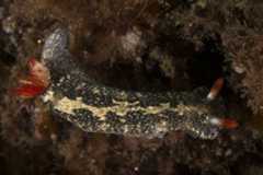 Hypselodoris saintvincentius 