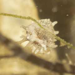 Okenia cf. pellucia