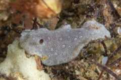 Paradoris dubia 