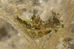 Polycera hedgpethi 