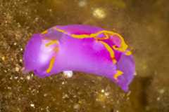 Sagaminopteron ornatum 