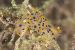 Thecacera pennigera 