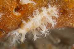 Tritonia sp. 1