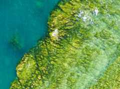Invasive marine algae in the Mediterranean was misidentified for decades