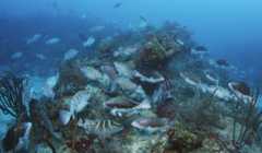 OBIS data reveals that climate change will exacerbate the impact of historical overfishing on an iconic Caribbean reef fish