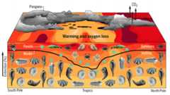 The great dying at the end of the Permian linked to ocean warming and oxygen loss