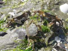 Plant feeding promotes diversity in the Crustacea