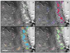 Counting seals with drones and thermal imagery