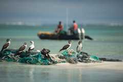 seabirds on a beach with fishing gear