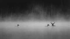 Vincent Munier su Whispers in the Woods: «La natura offre un nutrimento sperimentale per tutti»