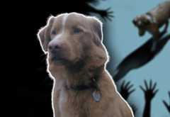 Good Boy Indy perro